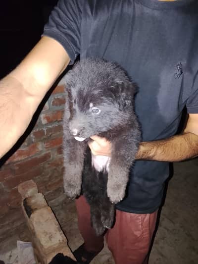 German Shepherd puppies for sale