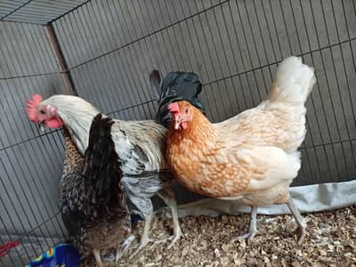 Healthy Rooster and 2 Hens for sale with Cage