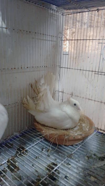 English fantail breeder pair with 1 egg price cage for sale 1.5 by 2.5