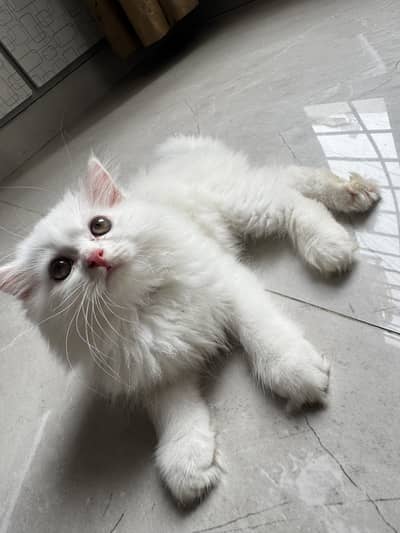 Persian triple coated kittens