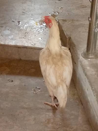 Hens for sale