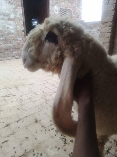 Kajla Male. Pure kajllay Chatray Sargodha kajllay
