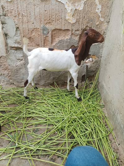 bakri path age 3 month