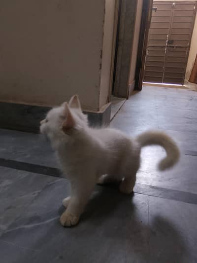 cates