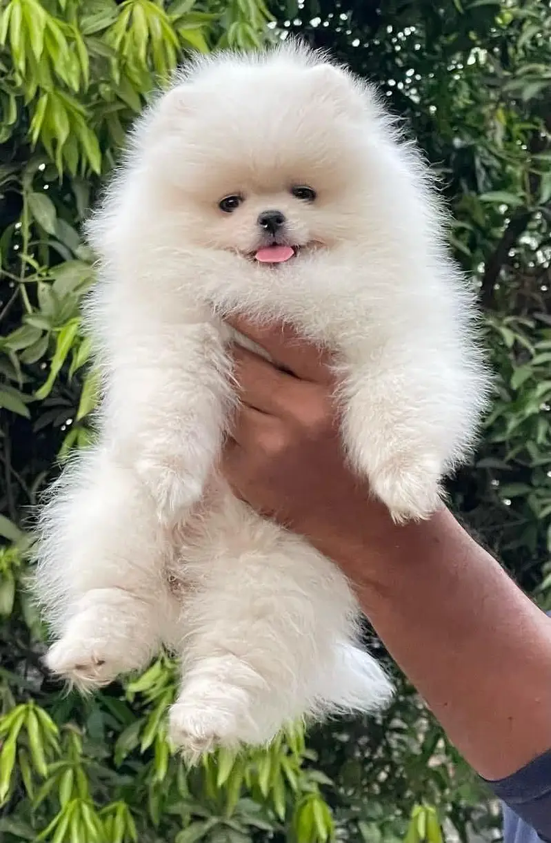 Tea cum Pomeranian puppies available for booking