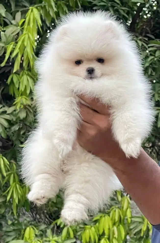 Tea cum Pomeranian puppies available for booking — photo 3