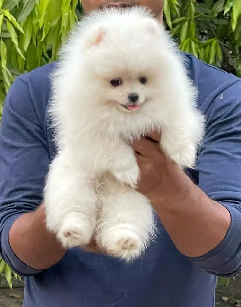Tea cum Pomeranian puppies available for booking — photo 4