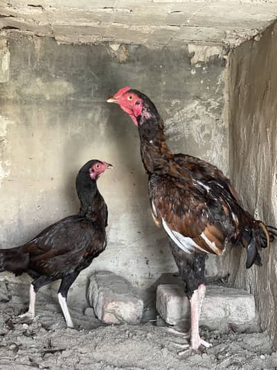 Shajra phata and phati for sell