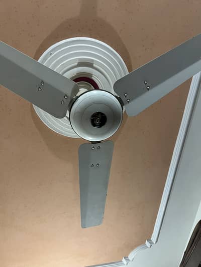 Royal Fan
