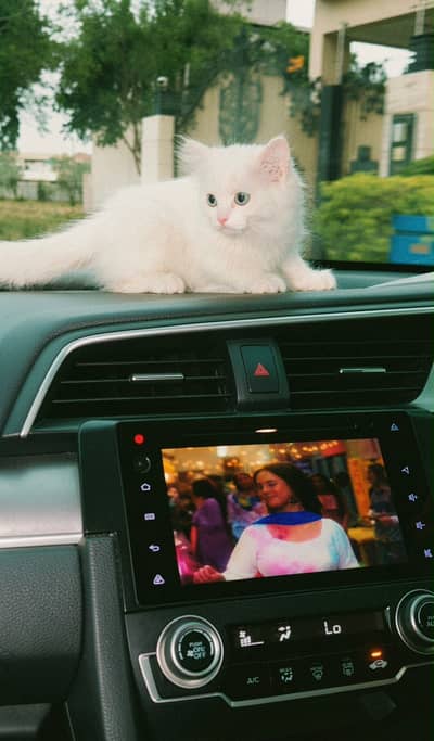 Blue eyes Persian cat triple coated