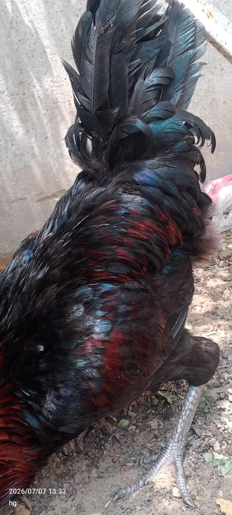 Rooster for Sale – Black-Red, Healthy & Strong (Karachi)