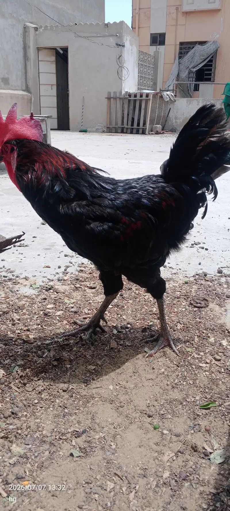 Rooster for Sale – Black-Red, Healthy & Strong (Karachi) — photo 2