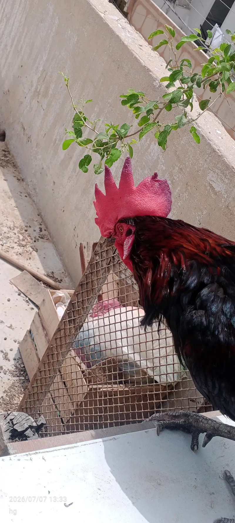 Rooster for Sale – Black-Red, Healthy & Strong (Karachi) — photo 3