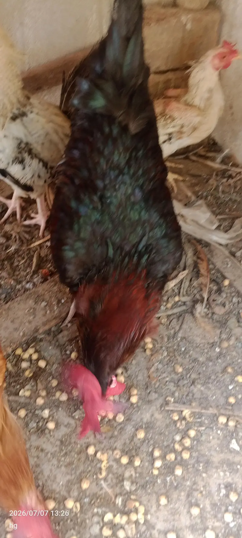 Rooster for Sale – Black-Red, Healthy & Strong (Karachi) — photo 4
