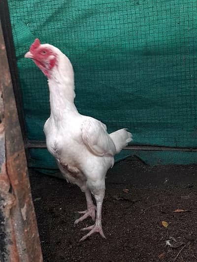 Ppr white Heera murghi ,shamo chicks ,aseel chicks
