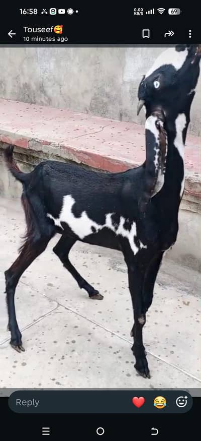 female for sale
