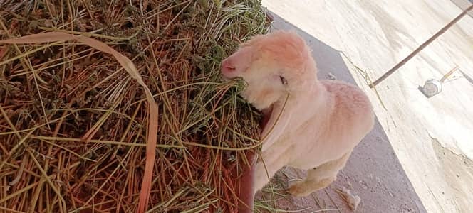 Male Kajla.  contact whatapps 03008198630