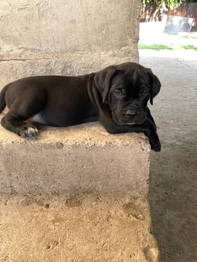 Cane corso puppies available for import with pedigree passport