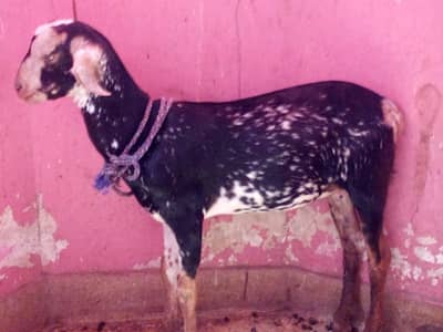 barbari Bakra full active