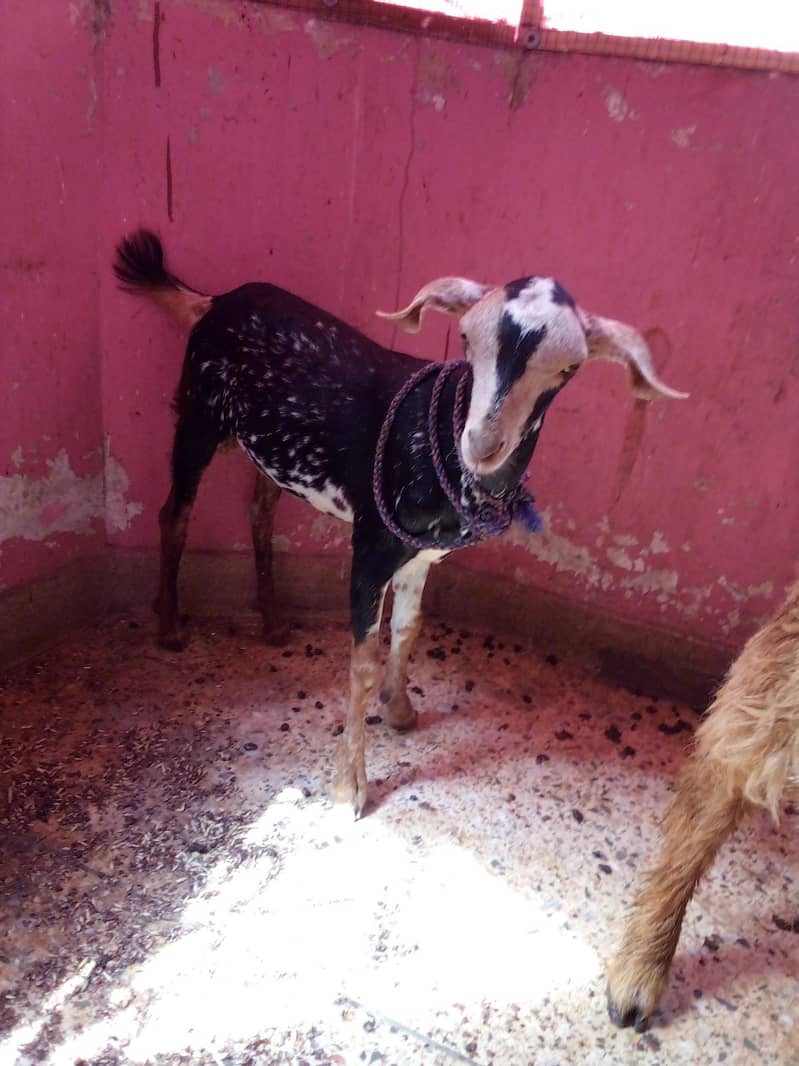 barbari Bakra full active 1
