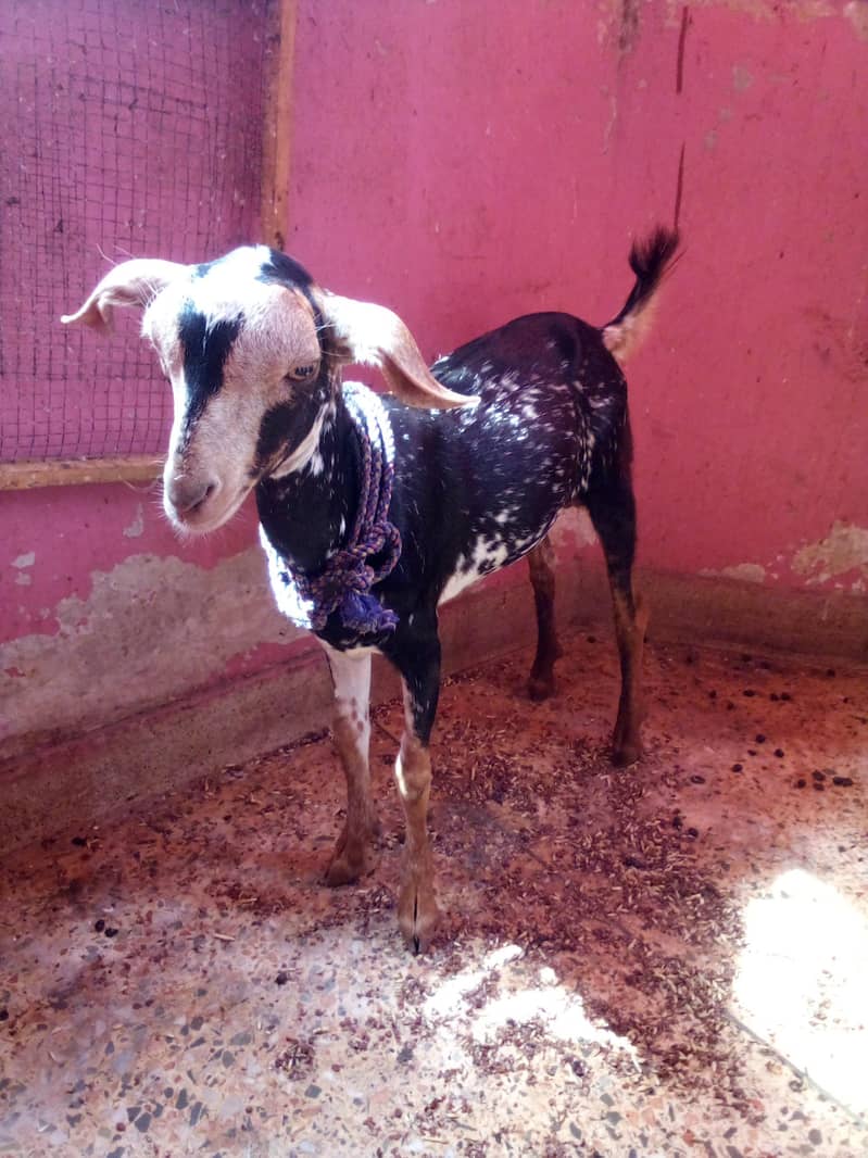 barbari Bakra full active 2