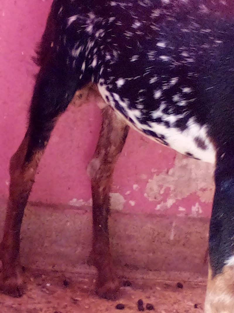 barbari Bakra full active 3