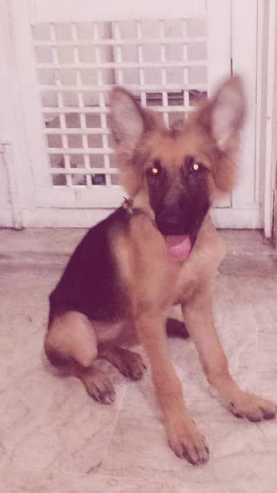 5-Month-Old German Shepherd Puppy for Sale – Healthy & Playful