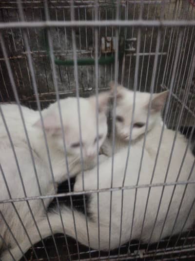 Persian cats pair bout acha hai