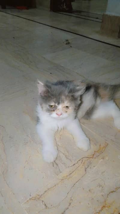 jis ko Lena he Wo rabta karye 03121146096