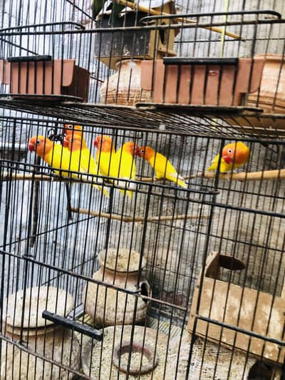 7 Latino parrot
