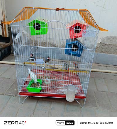 finches