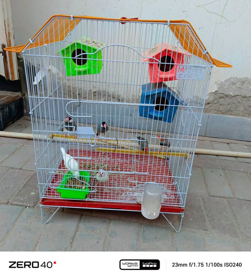 finches 0