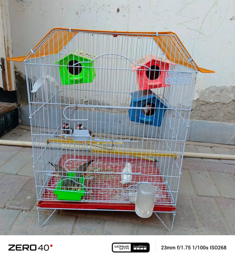finches 1