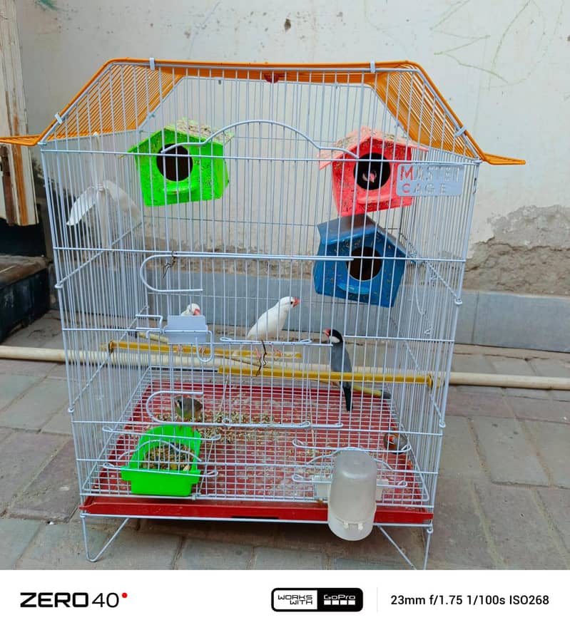 finches 2