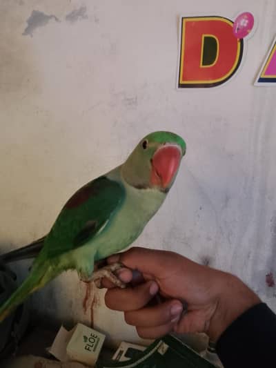 raw parrot