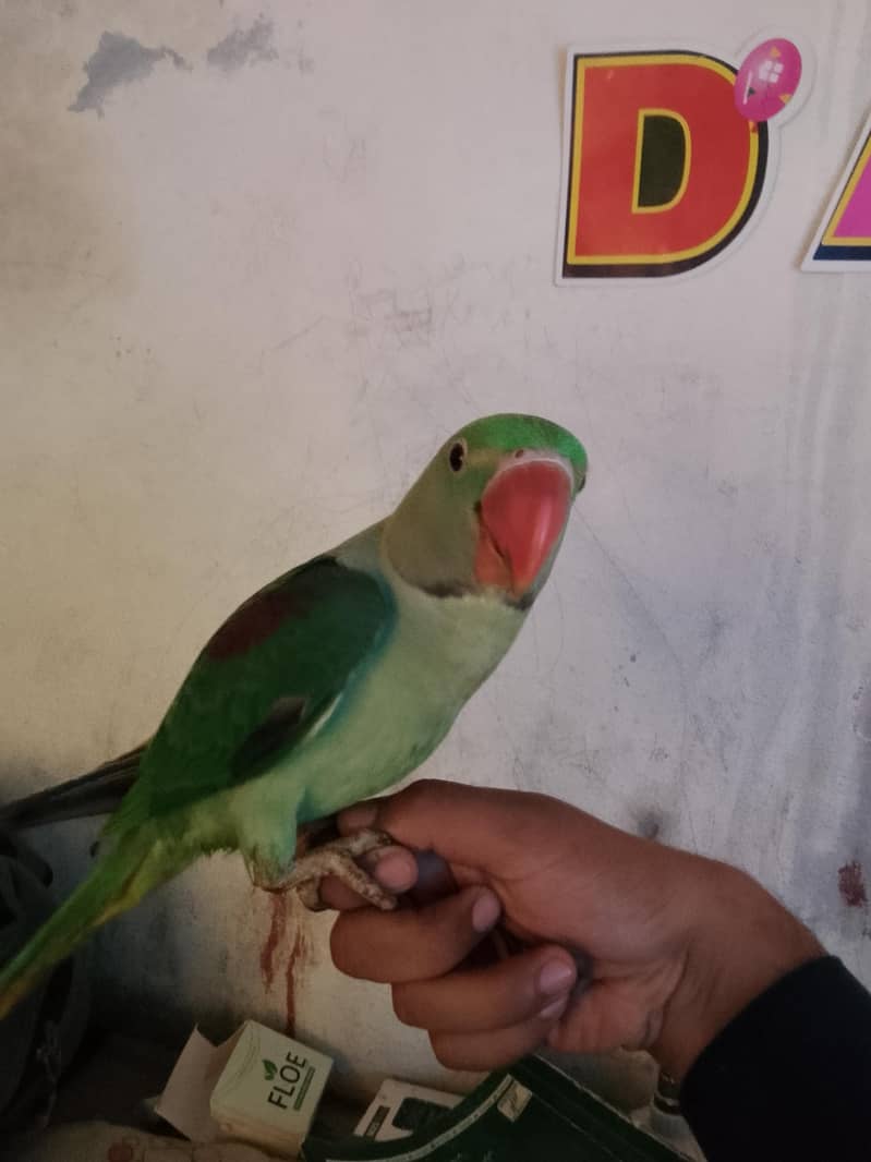 raw parrot 0