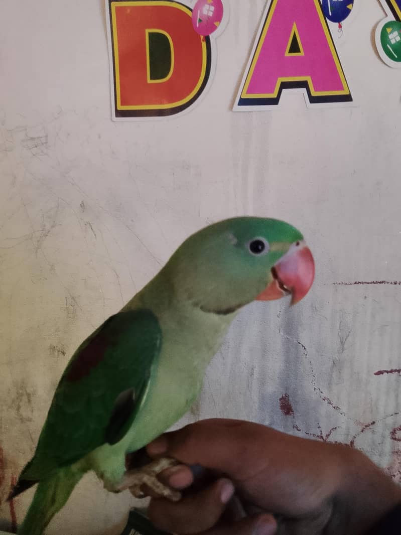 raw parrot 1