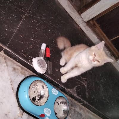 Persian kitten