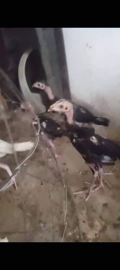 Pure Aseel Thai Chicks Black , Nok ,Nali ,&Eyes Colour full black A++