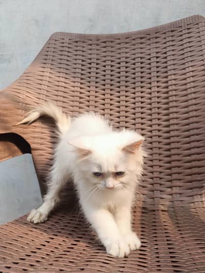 kitten for sale