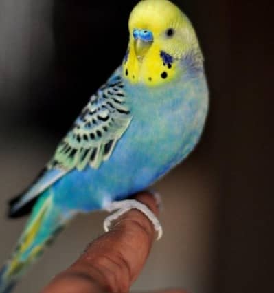 Violet Yellow Face Male and Blue White Face Female king size pair