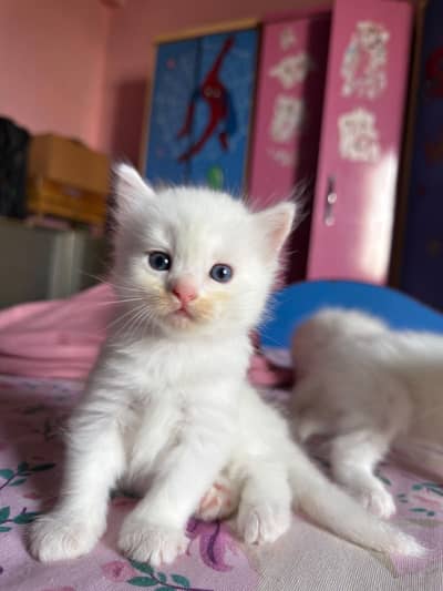 Persian cat kitten