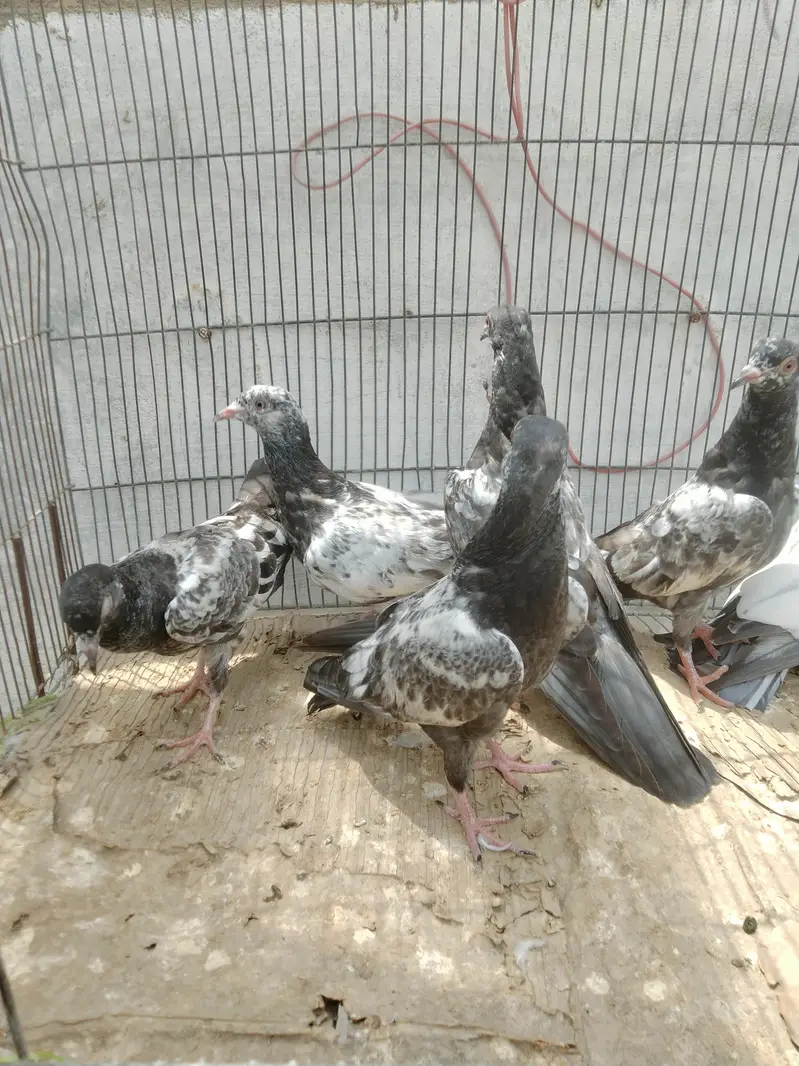 dub wale golden sayalkoti chicks