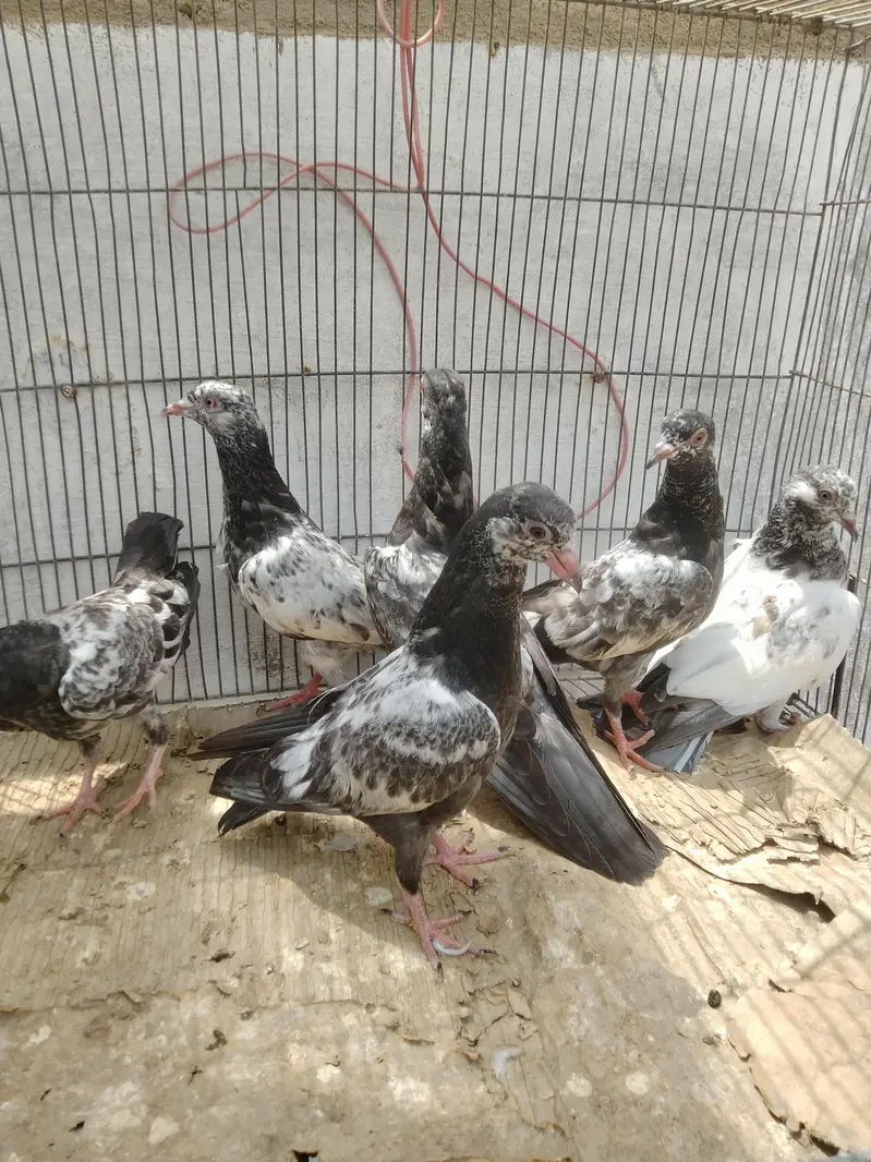 dub wale golden sayalkoti chicks — photo 2