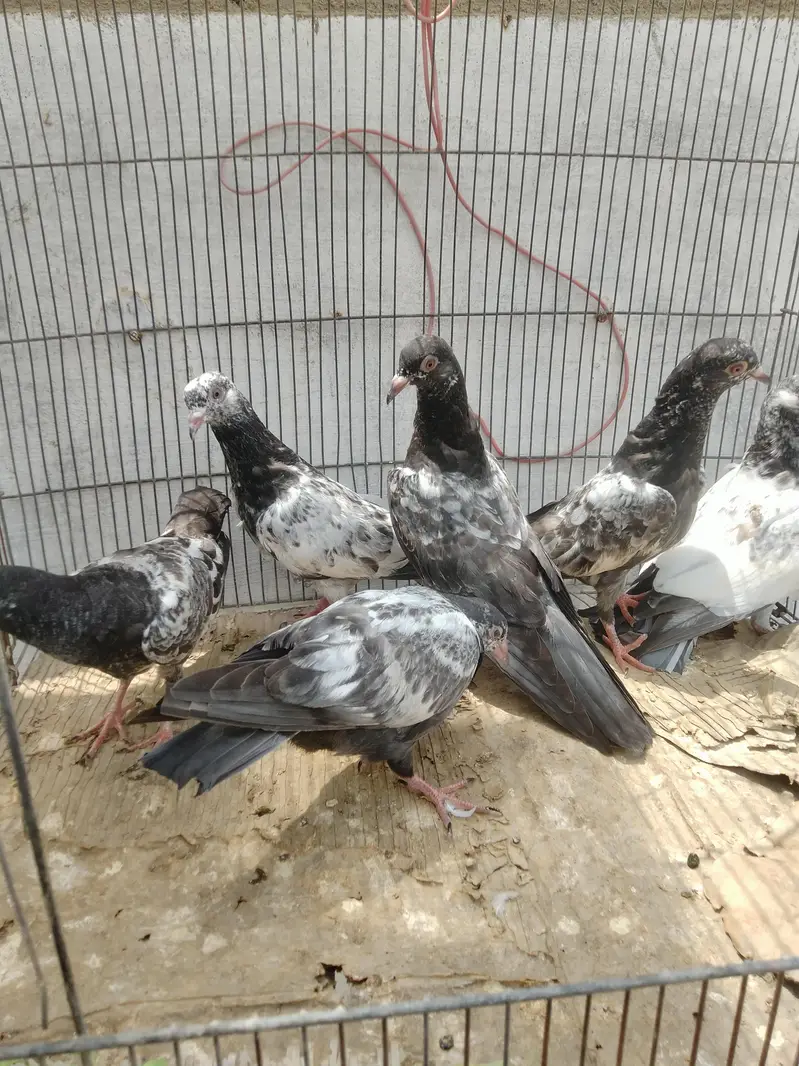 dub wale golden sayalkoti chicks — photo 3