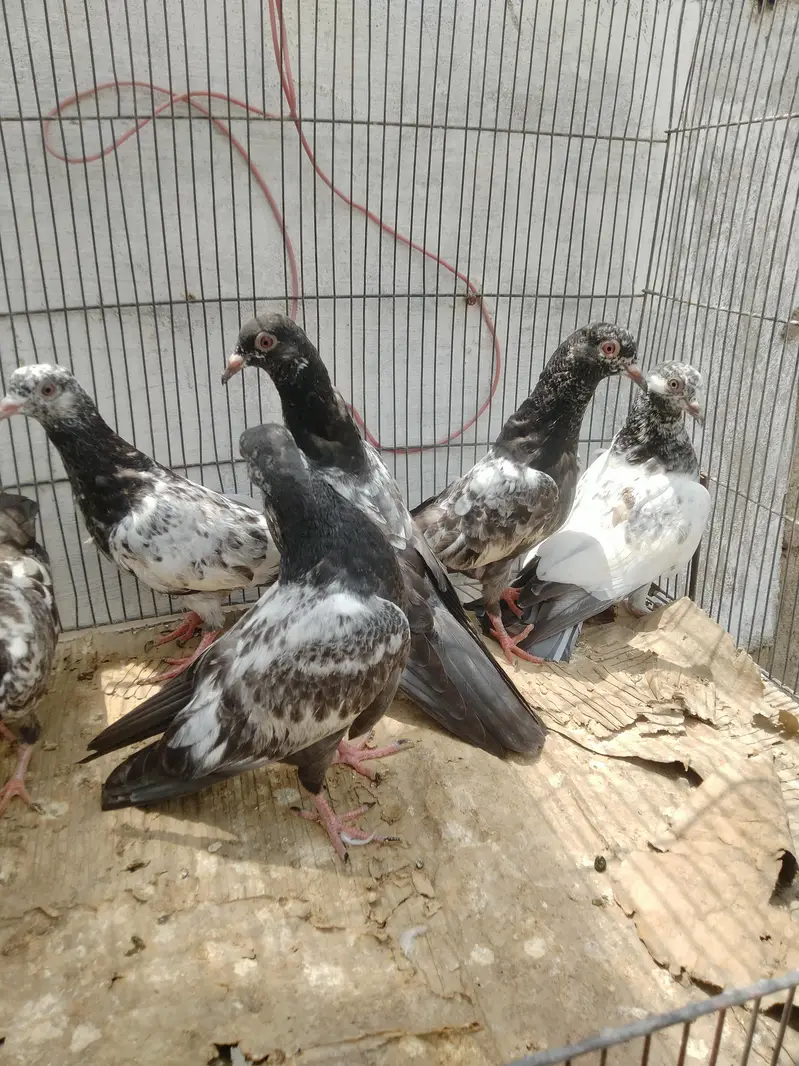 dub wale golden sayalkoti chicks — photo 4