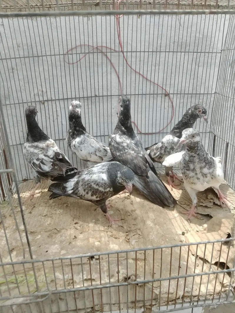 dub wale golden sayalkoti chicks — photo 5