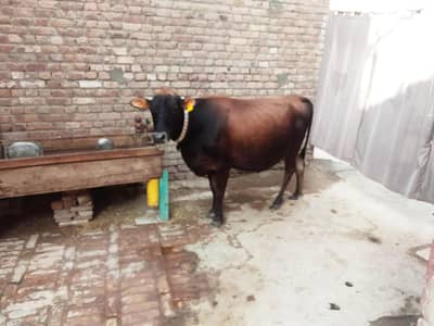 jersey cow