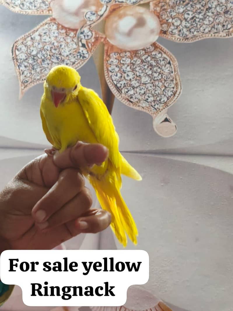 yellow ringnack 0