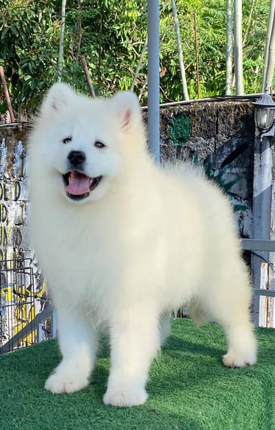 Samoyed puppies available for import pedigree with passport